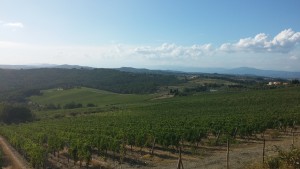 Greve - colline del chianti